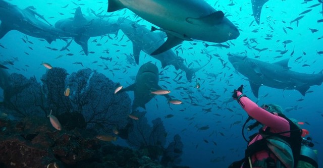 Jugando con tiburones