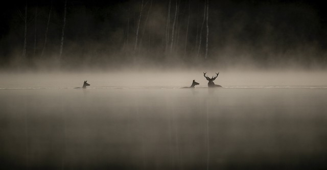 Das Flüstern der Wälder