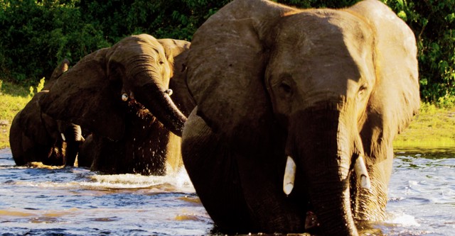 Das Traumschiff - Botswana