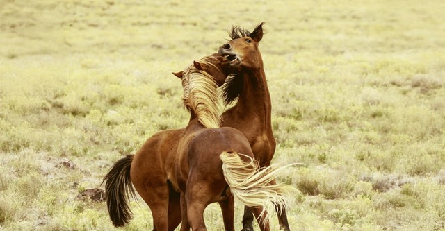 Battle of the Alphas