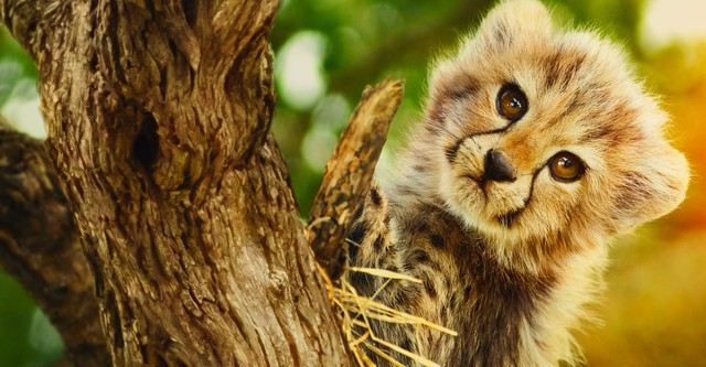 Für die Wildnis geboren