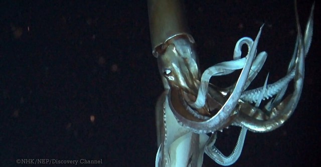 Deep Ocean