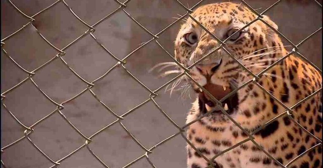 72 Dangerous Animals: Asia