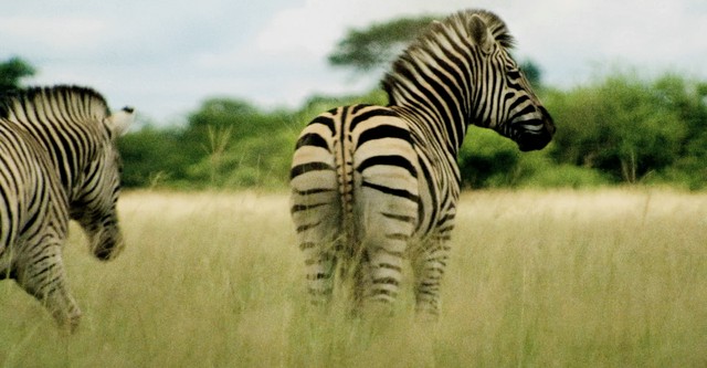 포식동물의 실패