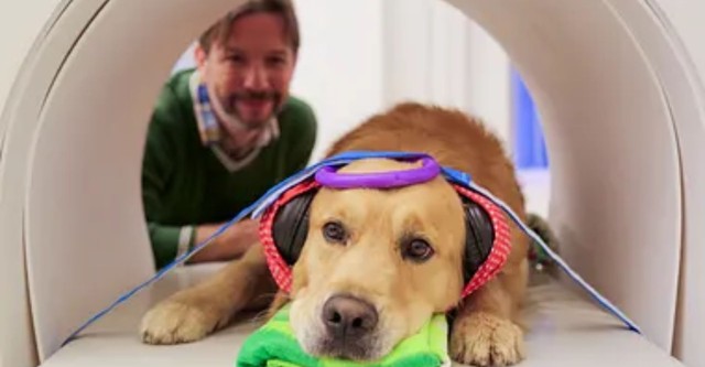 Can Dogs Talk?