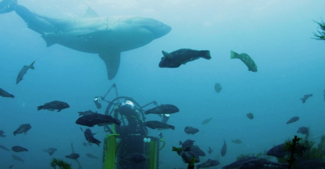 Phred vs. Slash - Duell der Hai-Giganten