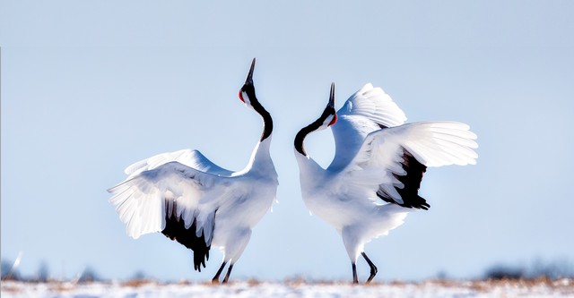 Japan: Earth's Enchanted Islands