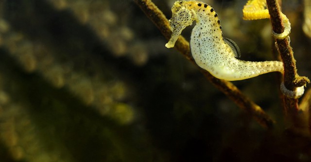 David Attenborough's Natural Curiosities