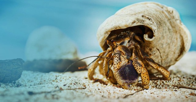 Die Abenteuer der Einsiedlerkrebse