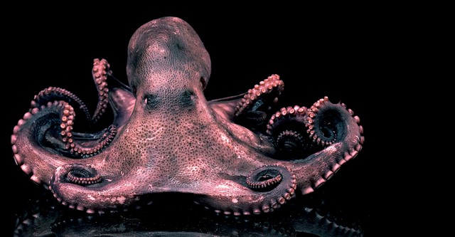 How Do Animals Do That?