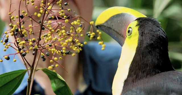 David Attenborough: Życie w kolorze