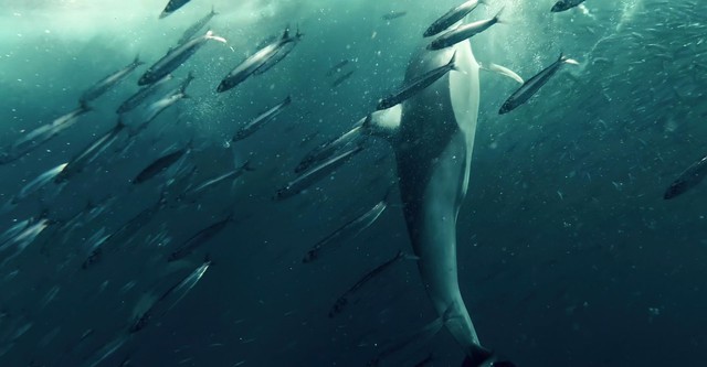 Inside the Enchanted Waterways