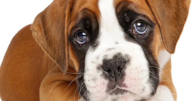 Dog by Dog