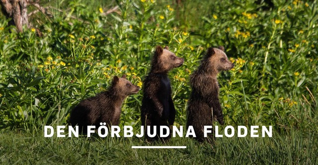 Amur: Asiens Amazonas