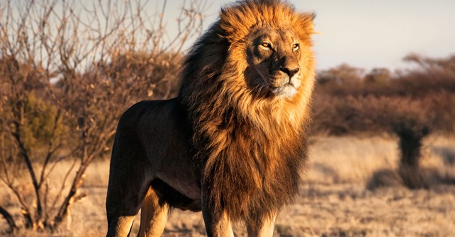 The Boy from the Wild