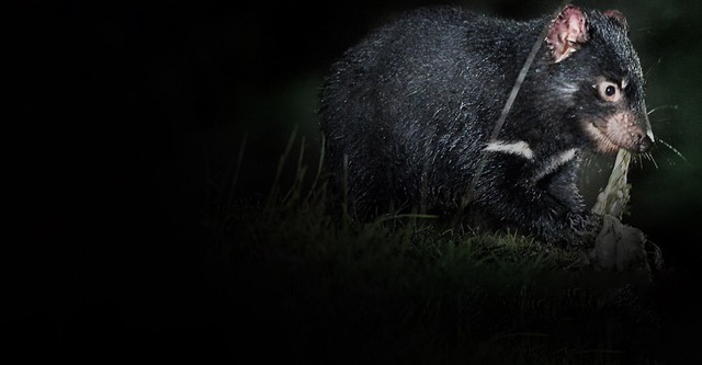 Tasmaniens Beuteltiere - Teufel ohne Zukunft?
