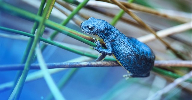 Tierische Superhelden
