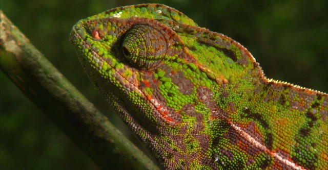 Madagascar: Land of the Chameleons
