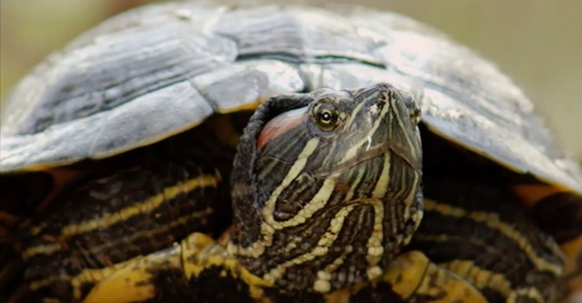 Turtle Tale