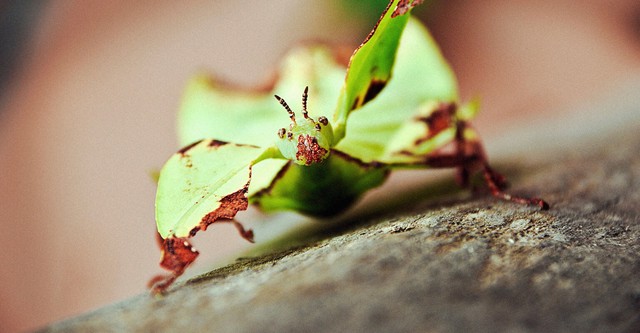 Little Matters: Insects