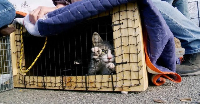 The Cat Rescuers