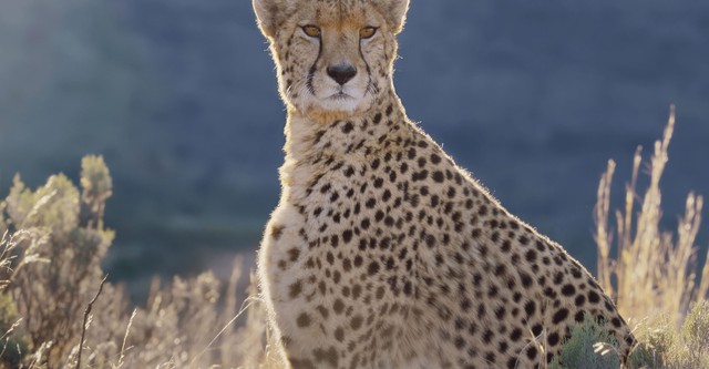 Lar
