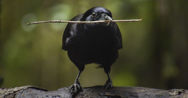 Beak & Brain - Genius Birds from Down Under