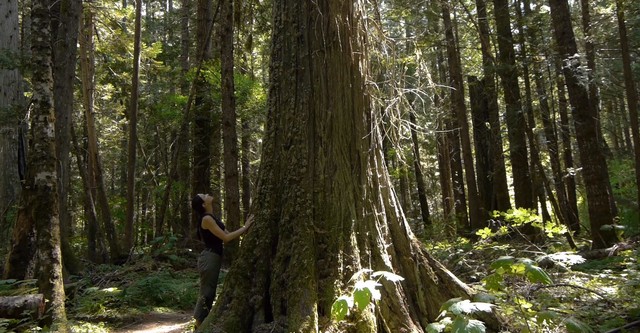 L'intelligence des Arbres