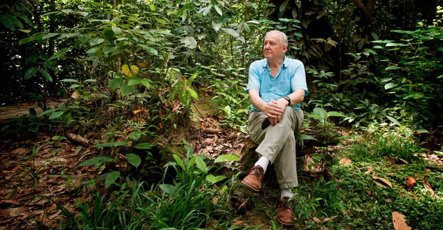 Attenborough: 60 Years in the Wild