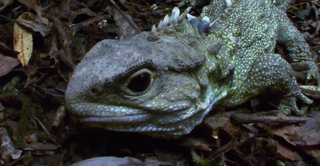 The Eighth Continent: Zealandia
