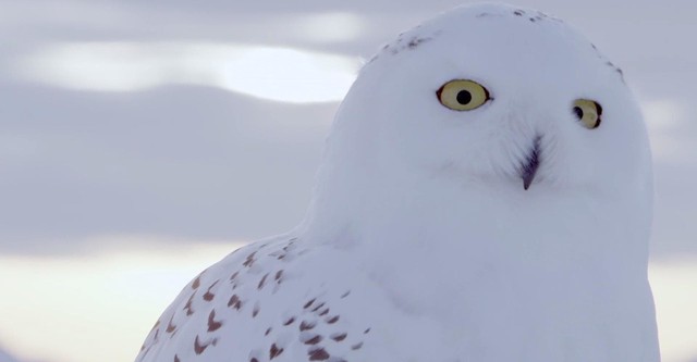 A Winter's Tale: The Journey Of The Snowy Owls