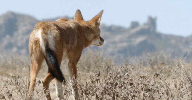 Africa's Lost Wolves