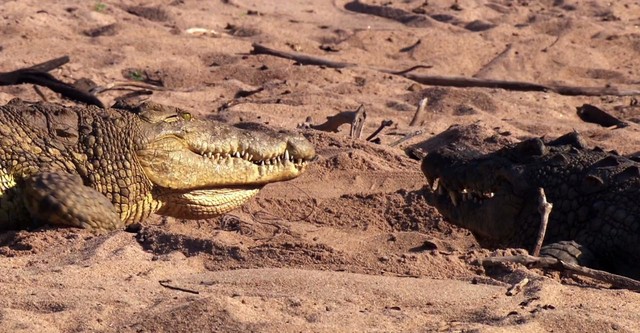 Crocodiles: Caring Killers