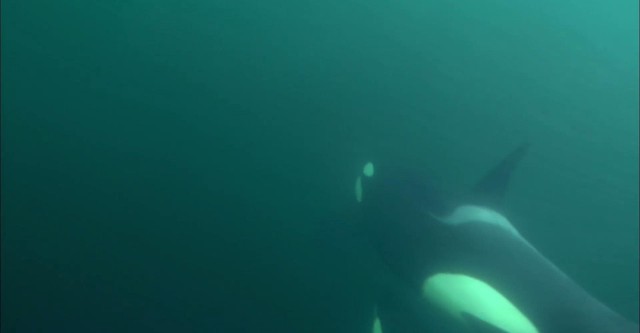 Killer Whales - The Ultimate Guide