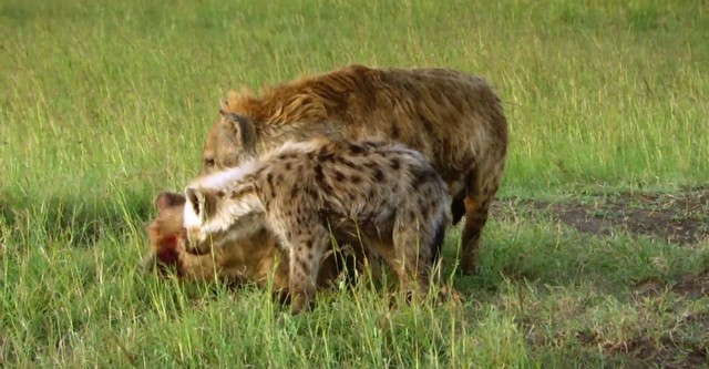 Hyaena: Queen Of The Masai Mara