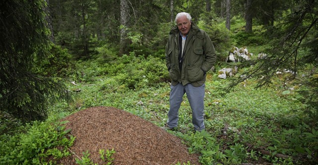 Attenborough y la montaña de las hormigas