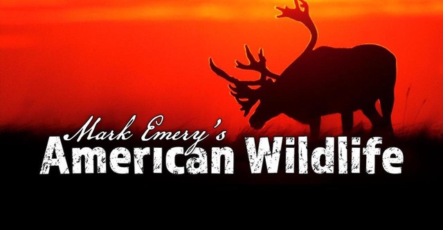 Mark Emery's American Wildlife