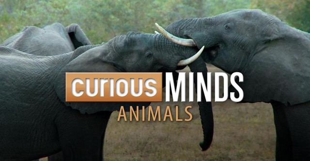 Curious Minds: Animals