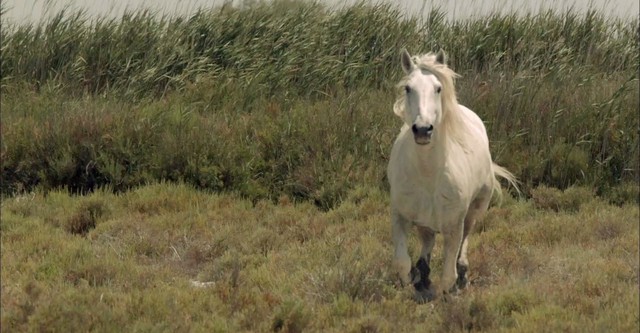 Wild Horses of the Marshes