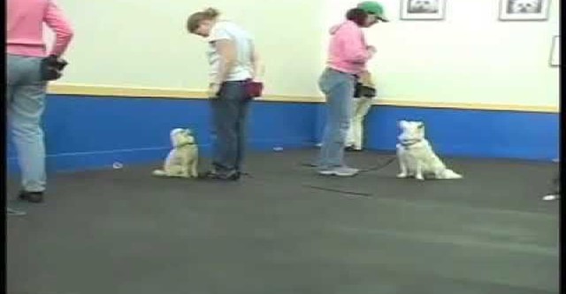 SIRIUS Adult Dog Training