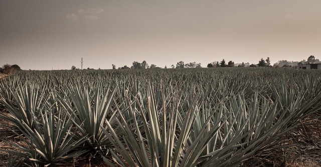 Agave: The Spirit of a Nation
