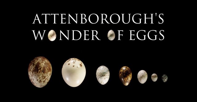 Attenborough's Wonder of Eggs