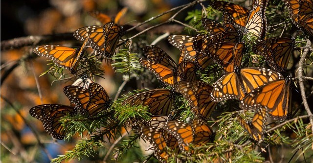 Mexique, les gardiens de la forêt