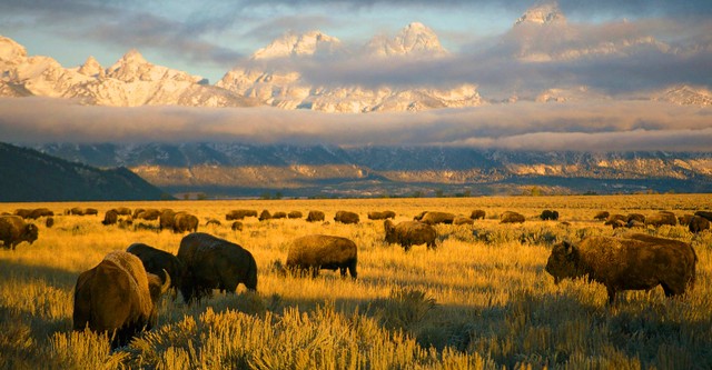 Amerikas Nationalparks