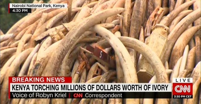 Ivory. A Crime Story