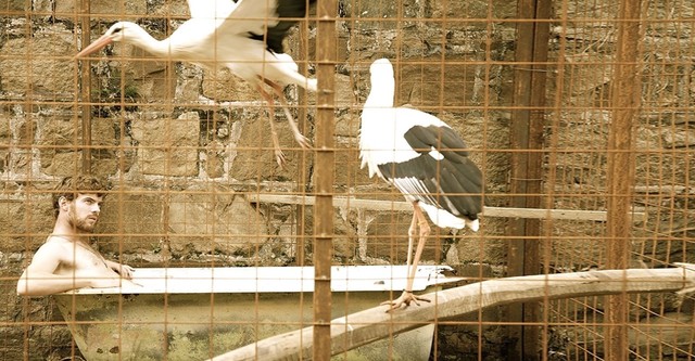 Der Flug der Störche