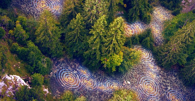 Terra X - Unsere Wälder