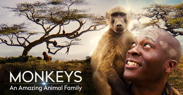 Monkeys: An Amazing Animal Family