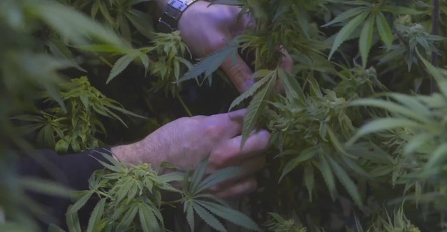 The Legend Of 420