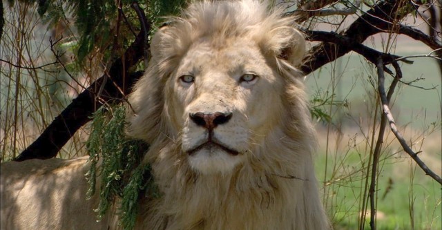 El león blanco